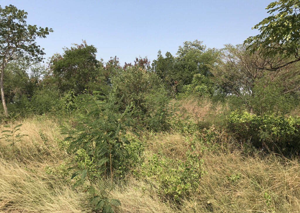 Parcelle mise en ORE